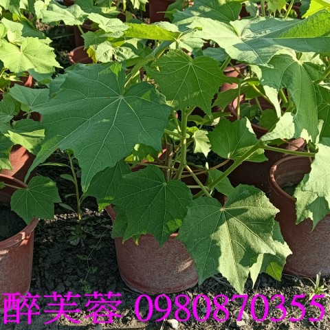 三醉芙蓉