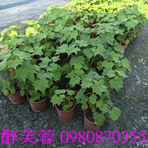 醉芙蓉盆栽