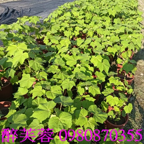 木芙蓉