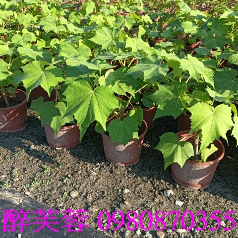 Hibiscus mutabilis